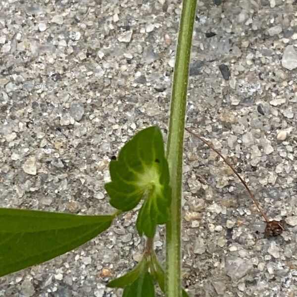 Acalypha australis Hoja