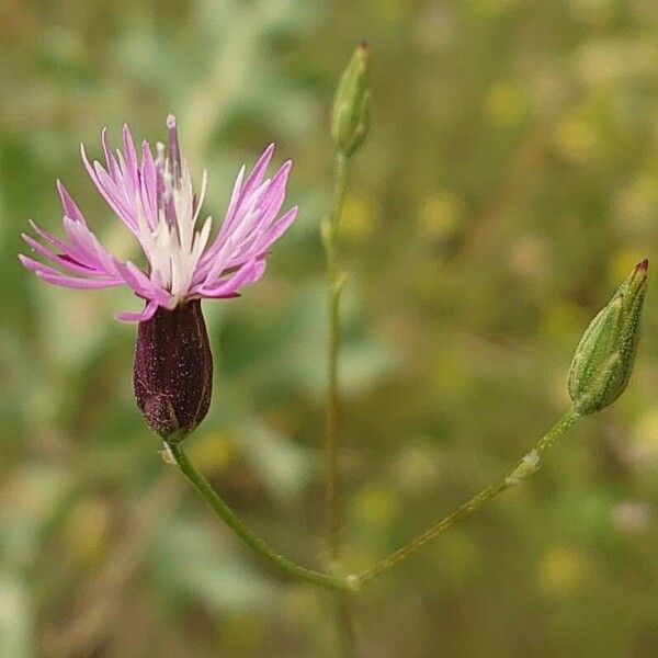 Crupina vulgaris ফুল