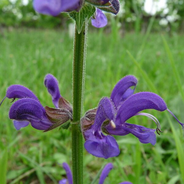 Salvia pratensis Blomst