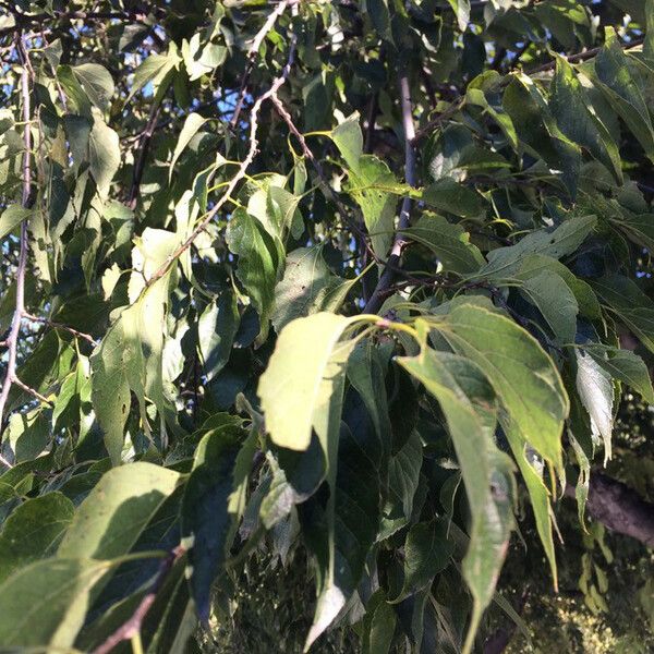 Celtis laevigata Folha