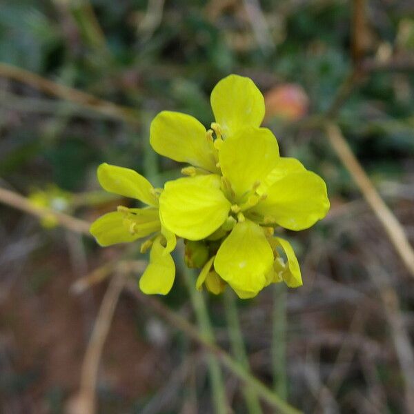 Hirschfeldia incana Blomst