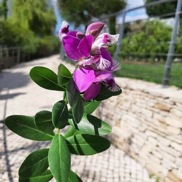 Polygala myrtifolia Kwiat