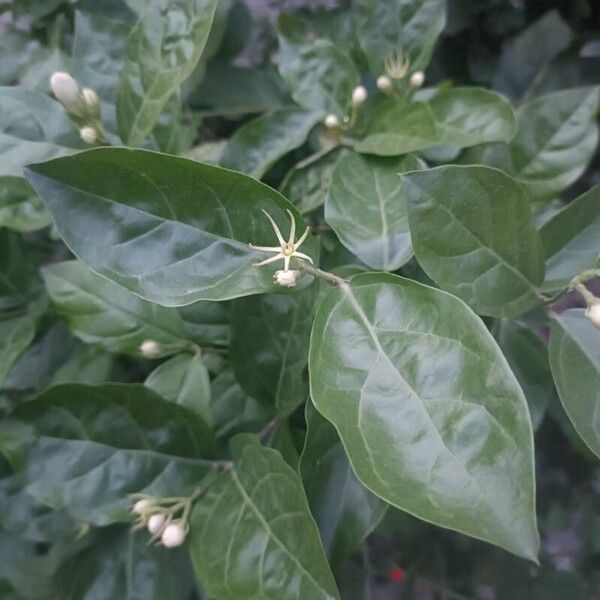 Jasminum sambac Blad