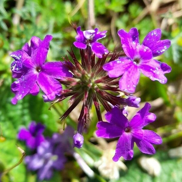 Verbena tenera Цвят