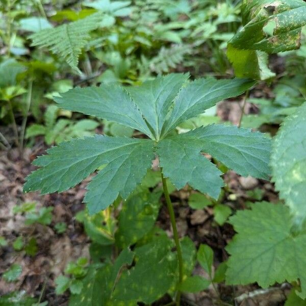 Sanicula canadensis 葉