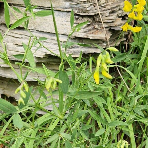 Lathyrus pratensis Yaprak