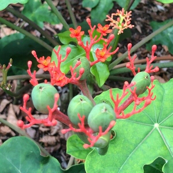 Jatropha podagrica Frukto