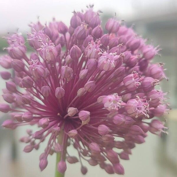 Allium atroviolaceum Blomst