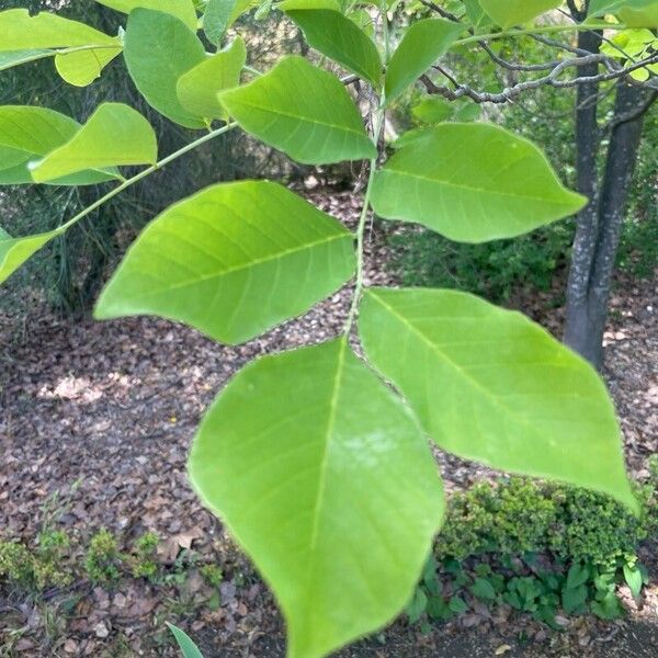 Cladrastis kentukea Blatt