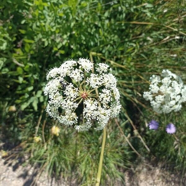 Siler montanum Blüte