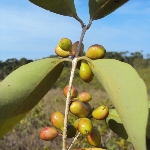 Eugenia astringens Fruit