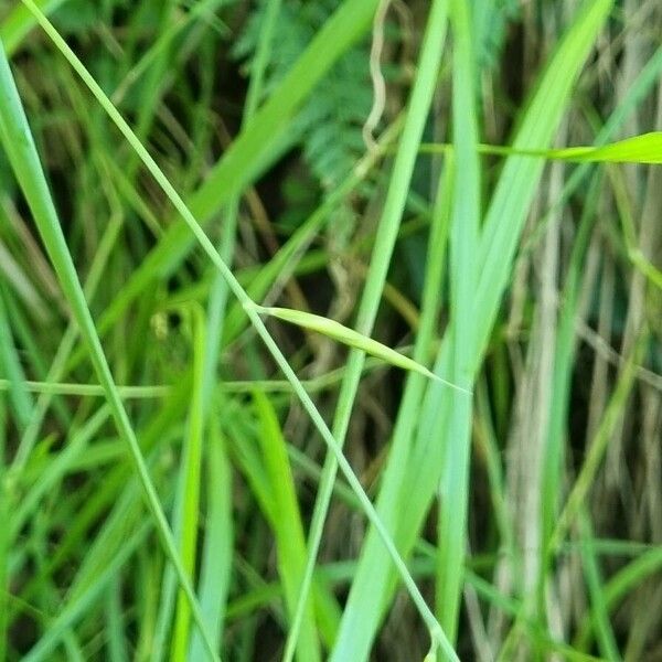 Brachypodium pinnatum 叶