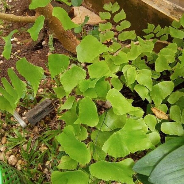 Adiantum peruvianum Leaf