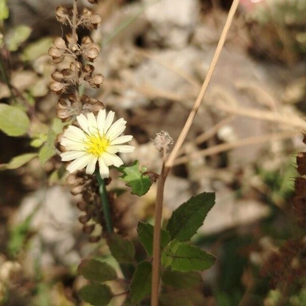 Lactuca indica Лист