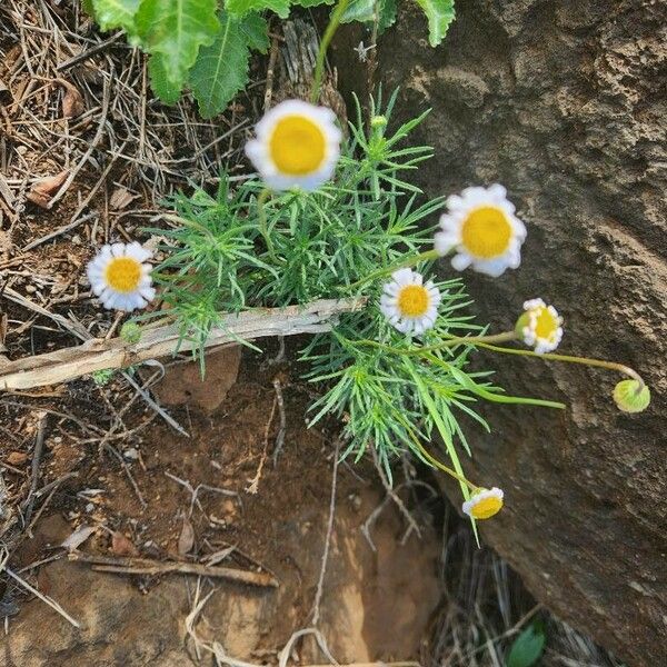 Felicia abyssinica Blomma