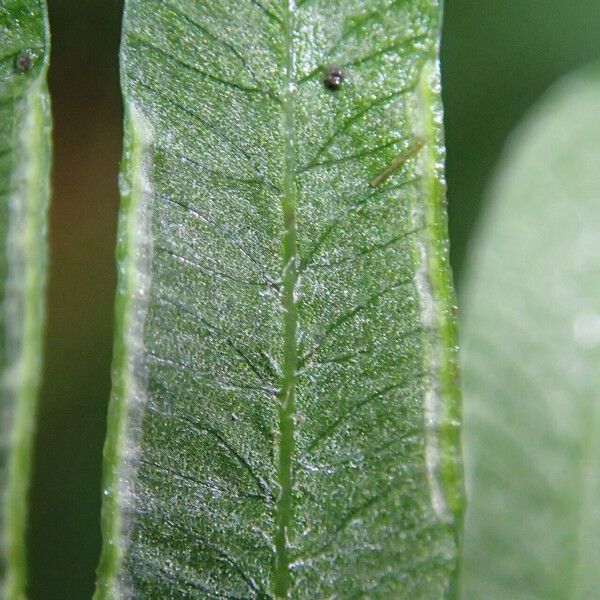 Pteris catoptera Folla