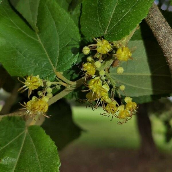 Guazuma ulmifolia Kvet