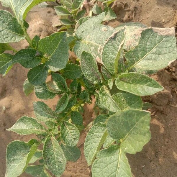 Solanum tuberosum Leaf