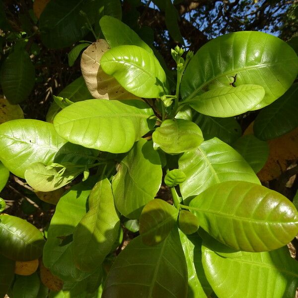 Anacardium occidentale Folio