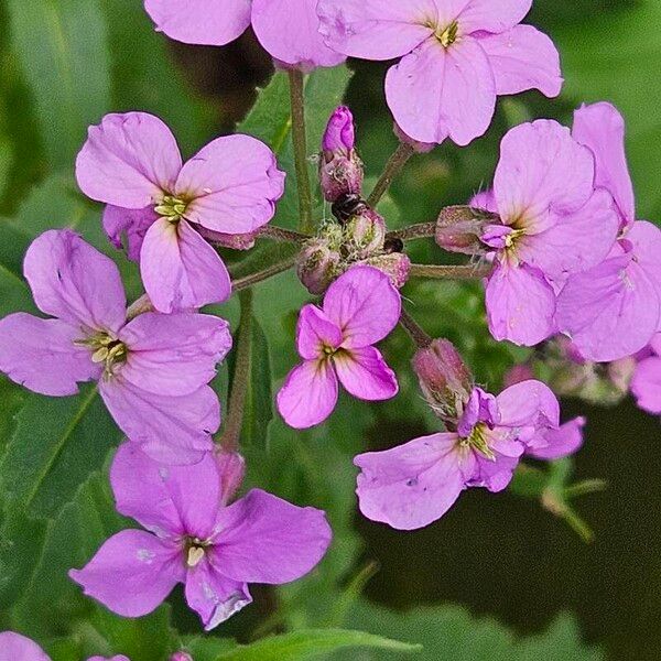 Hesperis matronalis फूल