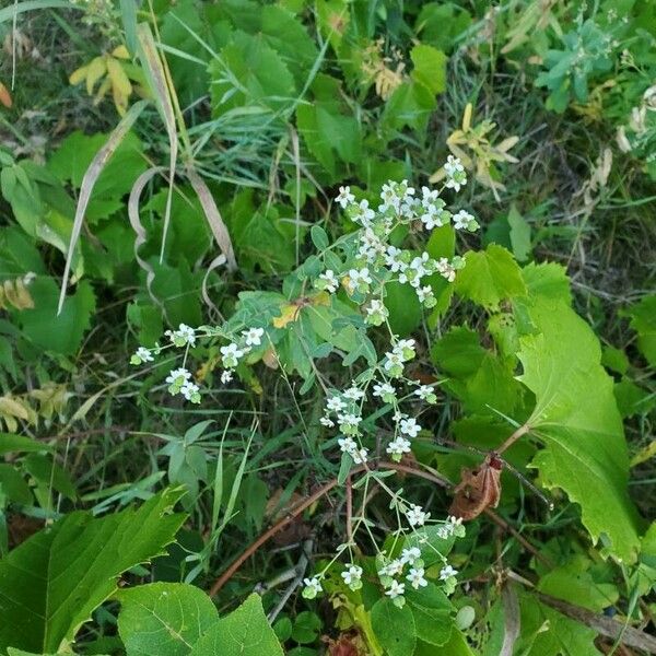 Euphorbia corollata Λουλούδι