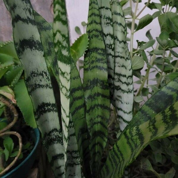 Sansevieria zeylanica Liść