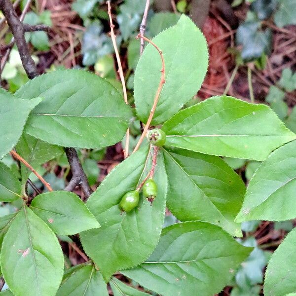 Photinia villosa Yaprak