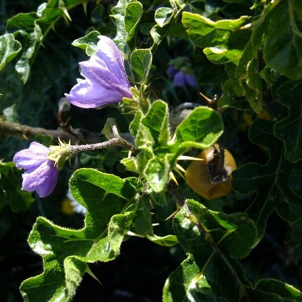 Solanum anguivi ᱮᱴᱟᱜ