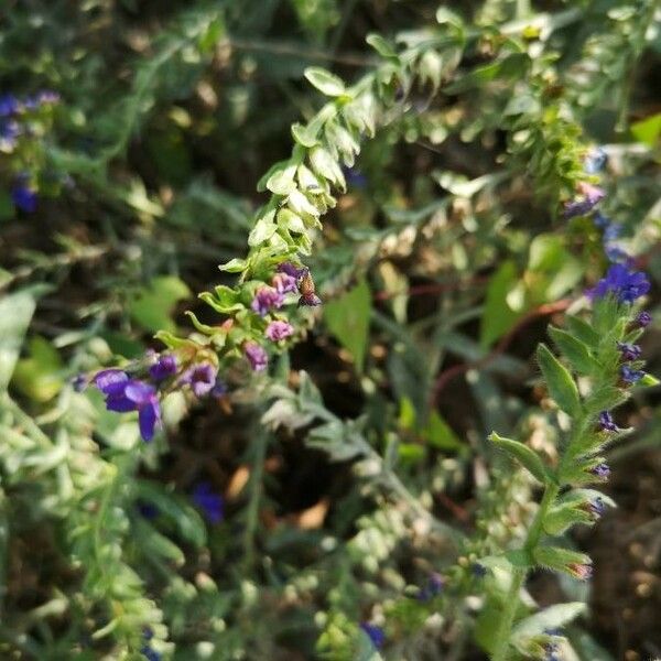 Anchusa undulata Flower