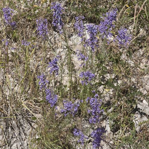 Ipomopsis macombii (Macomb's skyrocket)