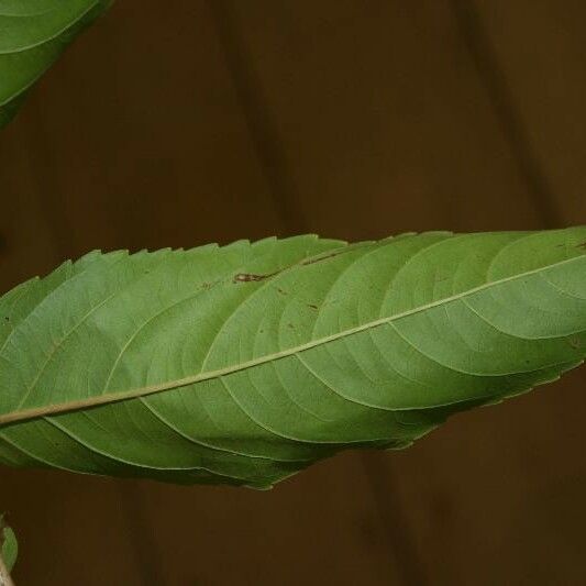 Banara guianensis Levél