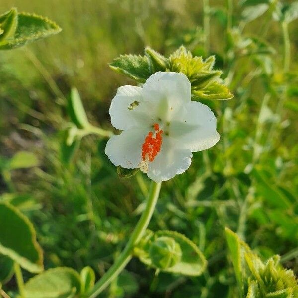 Hibiscus flavifolius Blomma