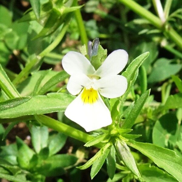 Viola arvensis Fiore