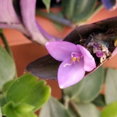 Tradescantia pallida Flower