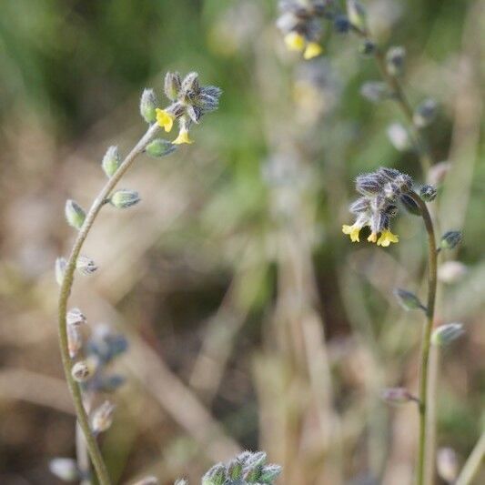 Myosotis balbisiana Other