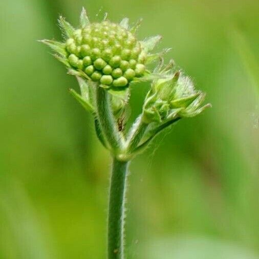 Knautia dipsacifolia Flower