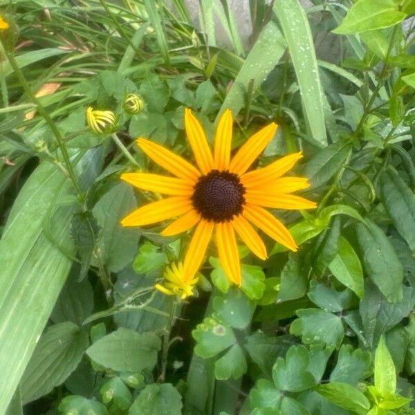 Rudbeckia fulgida Cvet