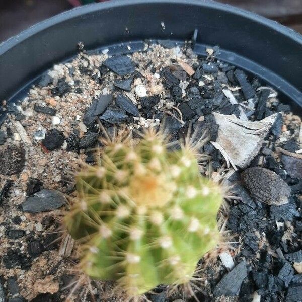 Echinocereus coccineus বাকল