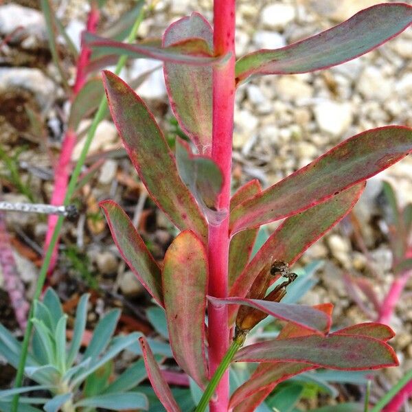 Euphorbia nicaeensis 葉