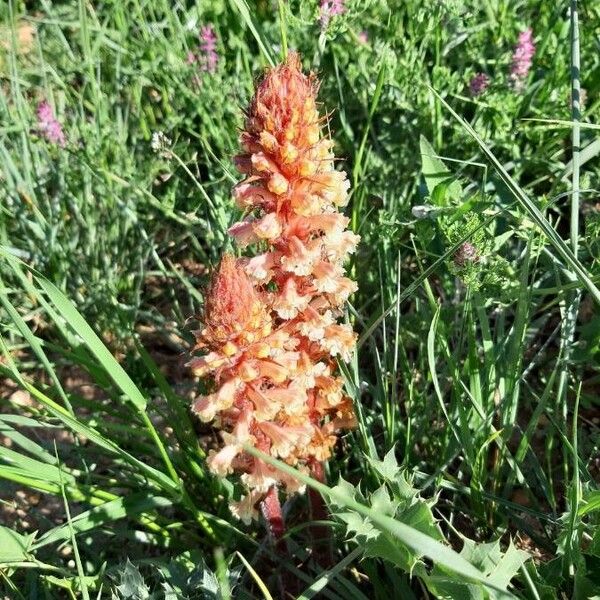 Orobanche elatior Flower