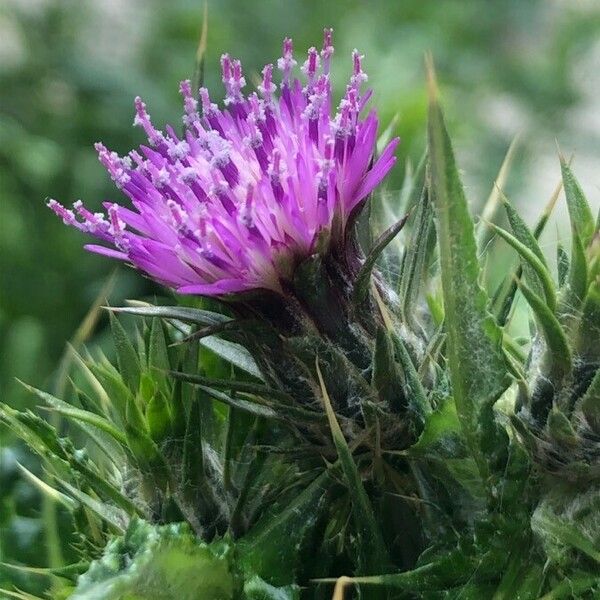 Carduus pycnocephalus Blüte