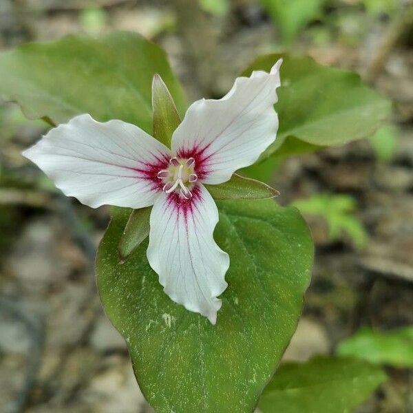 Trillium undulatum Žiedas