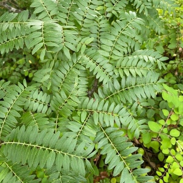 Gleditsia triacanthos 葉