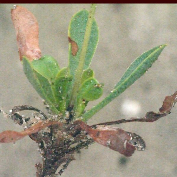 Limonium legrandii Drugo