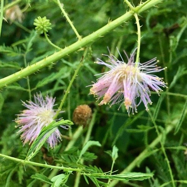 Mimosa quadrivalvis Virág