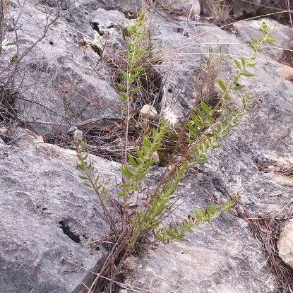 Chiliadenus glutinosus Habitus