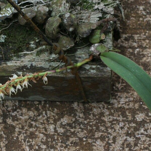 Bulbophyllum josephi Habitatea