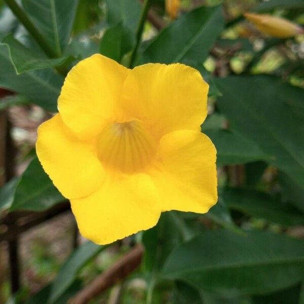 Allamanda schottii Kwiat