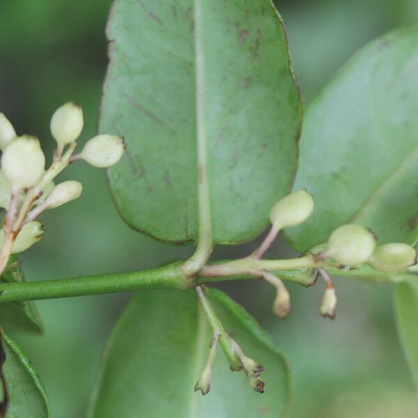 Chiococca alba Fruitua