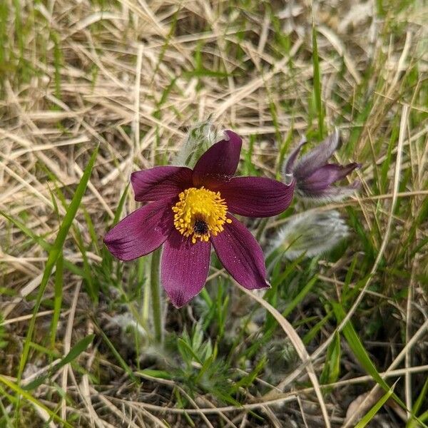 Pulsatilla patens आदत